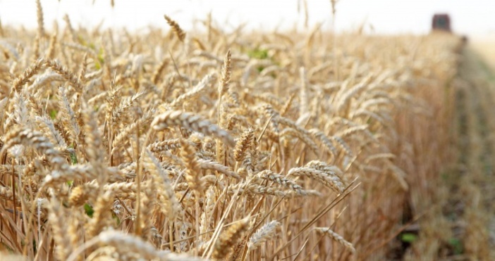 снимка: БулфотоНа Софийската стокова борса /ССБ/ пшеницата се търси на