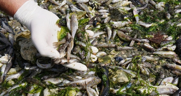 Снимка БулфотоИзлязоха резултатите по сигнали за наличие на мъртва риба