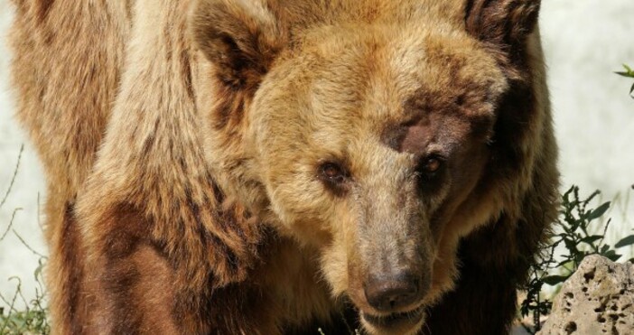 Снимка Булфото архивОтстрел на две мечки поискаха от Държавното горско