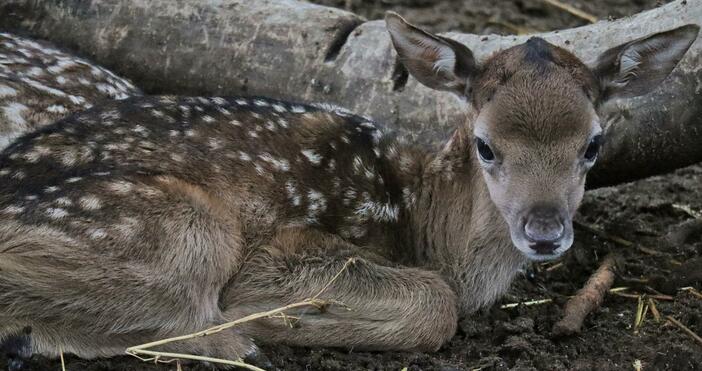 Източник и снимки БулфотоС новородени животинки се сдоби варненския зоопарк 