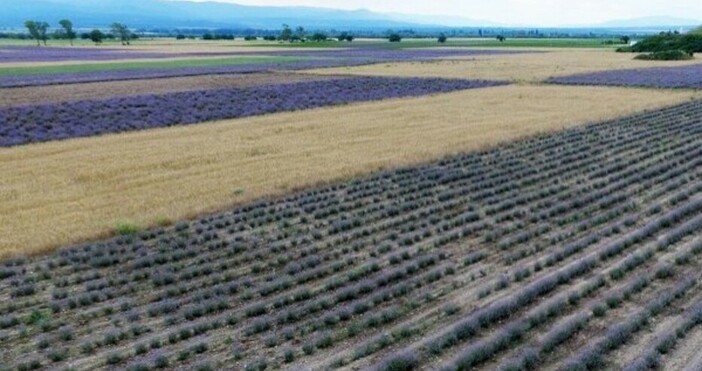 БулфотоЗемеделската земя в България продължава да поскъпва и през 2019 г показват