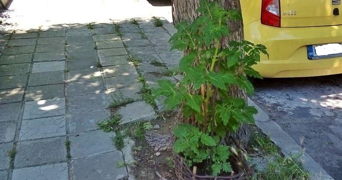 Източник и снимки БулфотоКорен домати си расте до дърво на