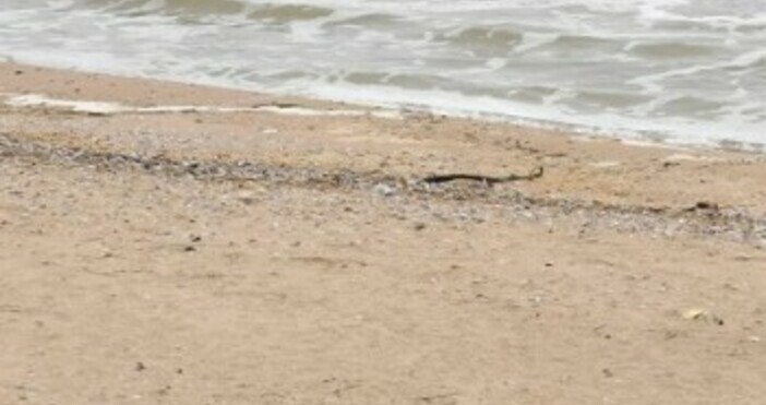 Снимка БулфотоНовият концесионер на плаж Златна рибка поема функциите си