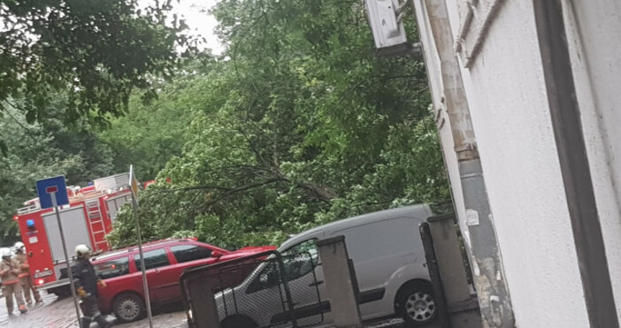 снимки Марица Паднали клони потрошиха три автомобила в центъра на Пловдив