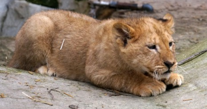 Снимка Булфото Двете лъвчета които се родиха в зоопарка в Благоевград
