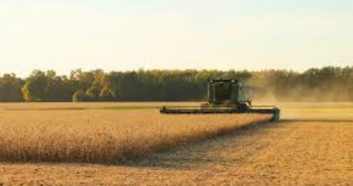 БулфотоС около 30% по-слаби добиви на пшеница очакват зърнопроизводителите в
