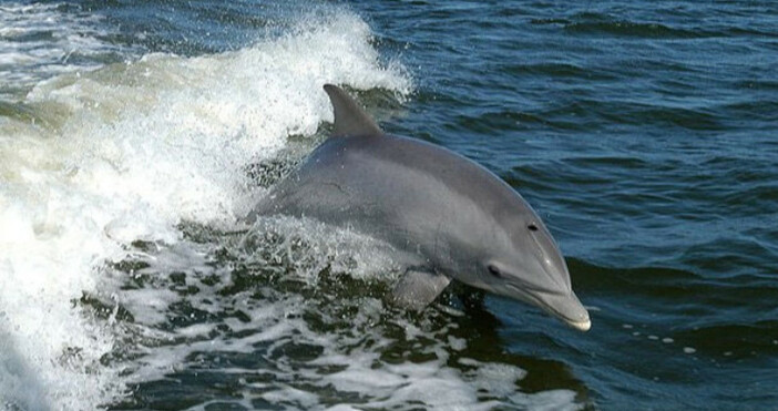 Снимка: wikipedia.orgБезплатно шоу на два делфина вдигна на крак плажуващите