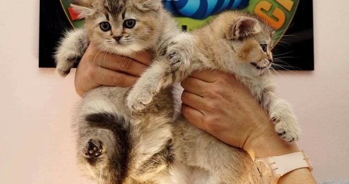Снимки Съюз на фелинолозите в БългарияНад 100 котки ще бъдат