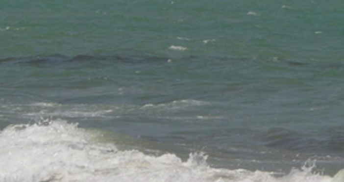 Снимка БулфотоМъртъв делфин изхвърли морето край Шкорпиловци За това сигнализираха