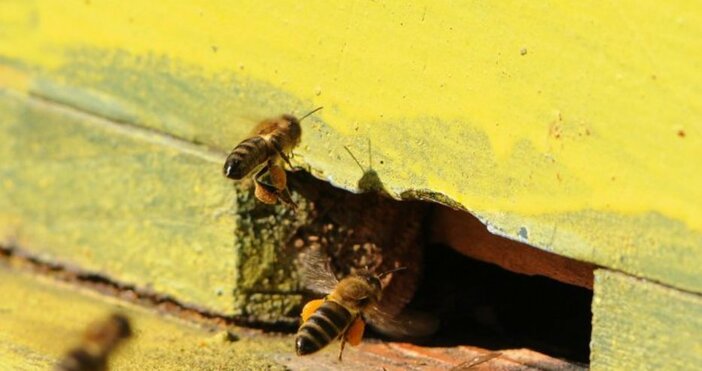 Снимка Булфото архивПчеларите от Кюстендил предвиждат по ниска реколта от мед