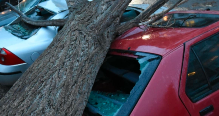 снимка БулфотоШест автомобила пострадаха от паднало дърво в следствие на