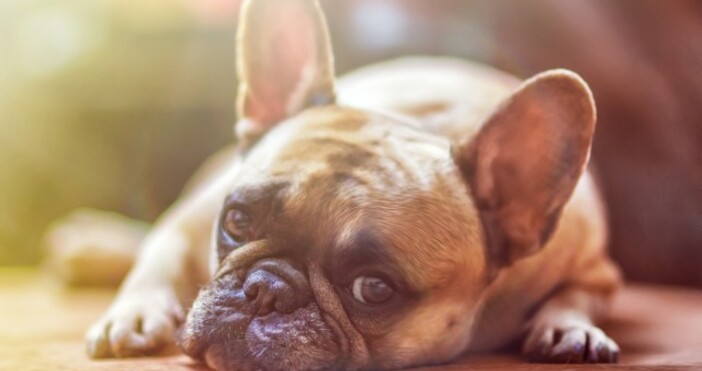 profit bgфото PixabayСеверна Корея забрани кучетата като домашни любимци Властите