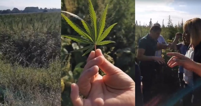 Редактор  e mail  кадър Фейсбук  Мая Манолова показа истинска плантация за марихуана около околовръстния