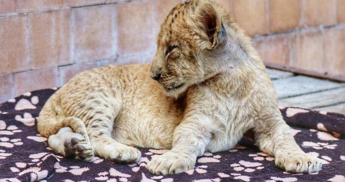Снимки: БулфотоДве малки лъвчета - братче и сестриче, са настанени