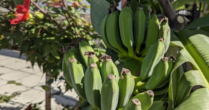 снимки БулфотоИстинска бананова палма от вида Муса расте на улицата