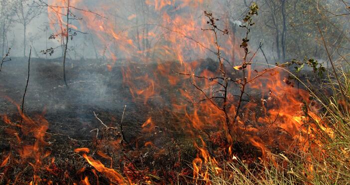 Източник и снимки БулфотоГолям пожар бушува втори ден в русенско