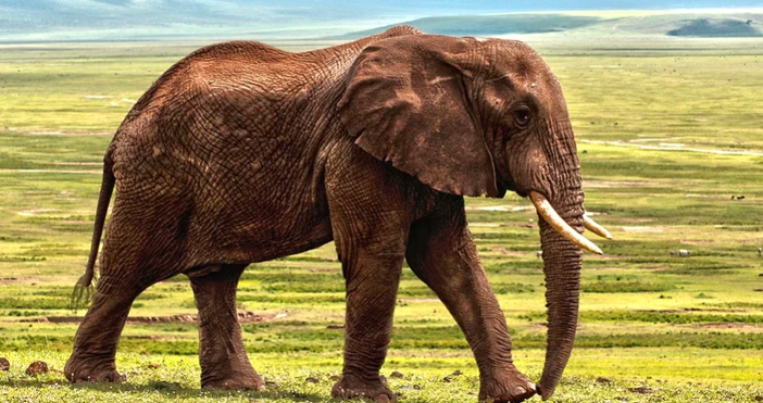 снимка pixabayНай старият представител на вида Африкански слон в Северна Америка се