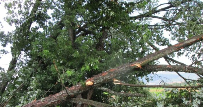 снимка БулфотоОгромно дърво е паднало в кв Чайка във Варна след