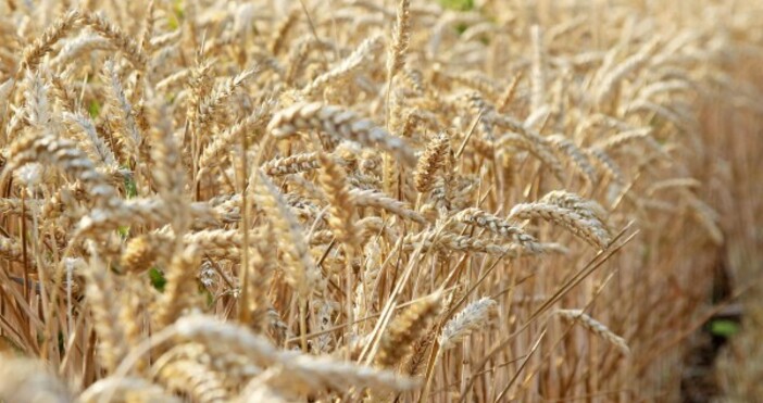 снимка: Булфото4 627 000 тона е произведената тази година пшеница,