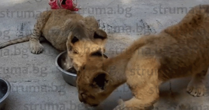Снимка Лъвчетата Симба и Косара се нуждаят от огромна плюшена играчка