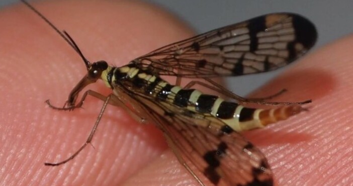 снимка БулфотоКомар който ухапе човек с COVID 19 не може да