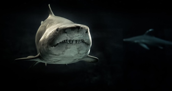 Снимка PexelsМъж вероятно е бил нападнат от голяма бяла акула