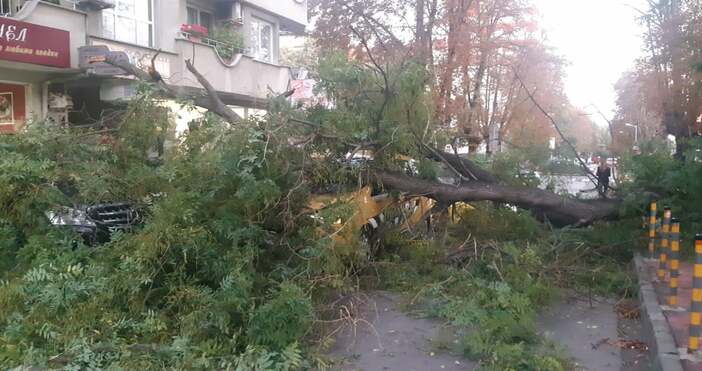 Снимки: ПетелОгромно дърво падна на метри от входа на училище