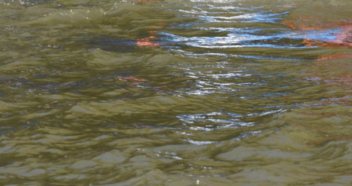снимка БулфотоЕколози сигнализират за наличие на мъртва риба в река