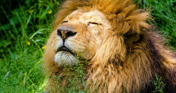 Много тъжна новина от Пазарджик Починал е любимецът на зоопарка
