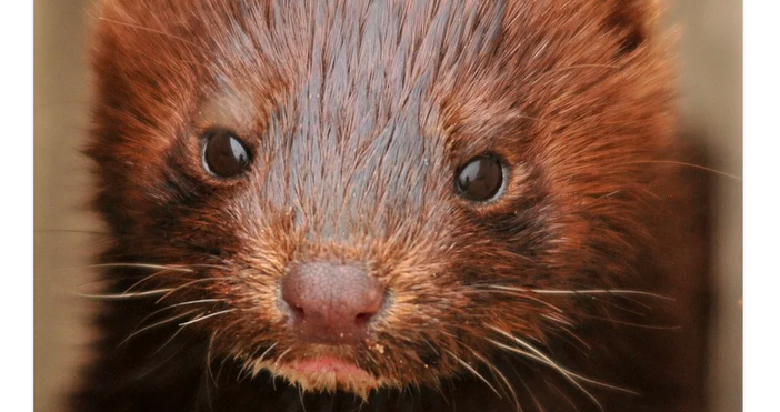 снимка pixabayДания ще унищожи 17 милиона норки което е една цяла