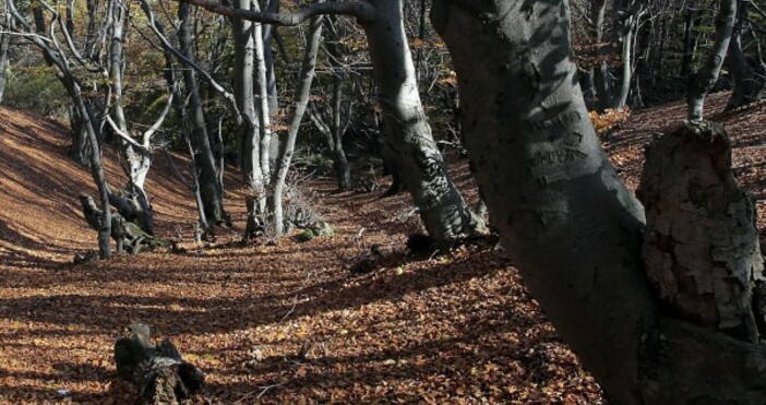 Снимка БулфотоСлед няколко студени дни утре времето отново се затопля Температурите