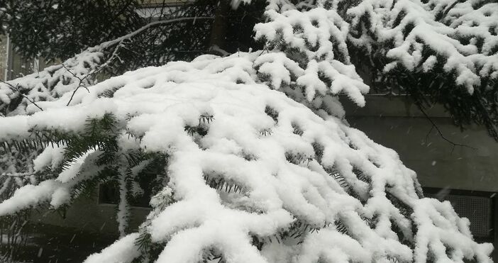 Снимка: ПетелДъждът преминава в сняг на някои места в страната.