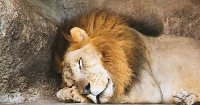 Снимка PexelsВ Испания откриха Ковид 19 и в лъвове Четири животни