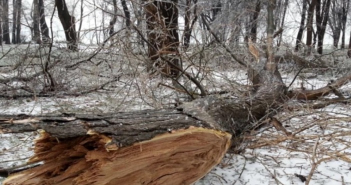 Заради паднали дървета проходът Петрохан остава затворен за движение на МПС