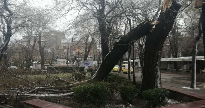 Снимки: ЧитателСилният вятър счупи огромно дърво в градинката на Севастопол