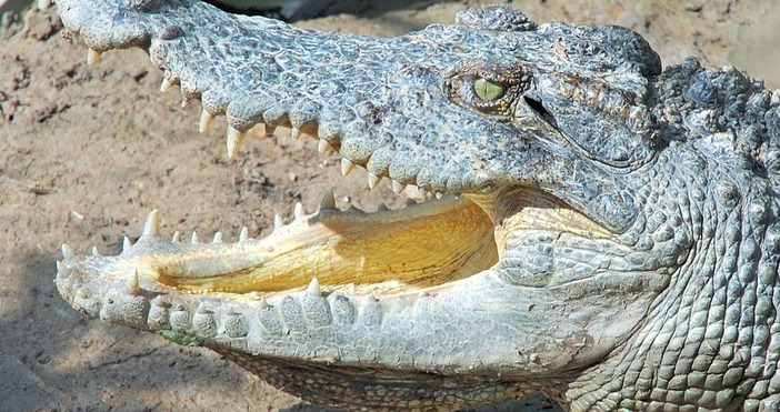 снимка pixabayАвстралиец бе нападнат от крокодил но като по чудо той