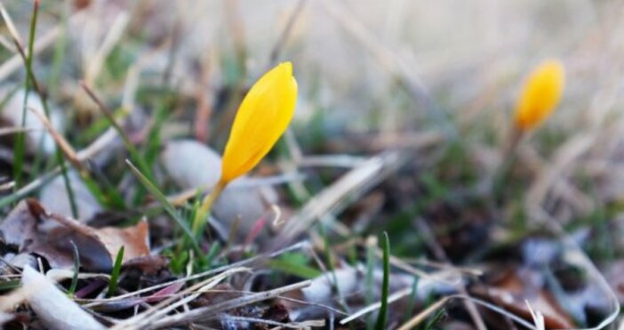снимка БулфотоОт сковаваща зима до топла пролет такова се очаква