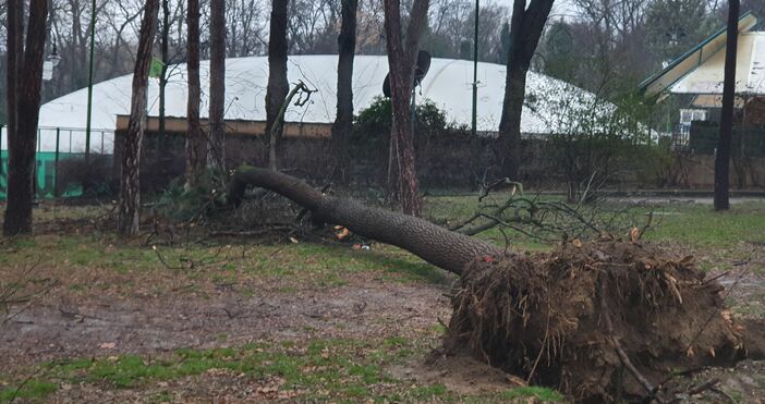 снимки читател на Петел Поне 15 дървета са паднали тази сутрин