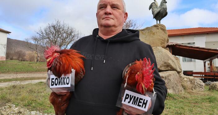 Снимки БулфотоРосен Марков организира бой на петлите Бойко и Румен