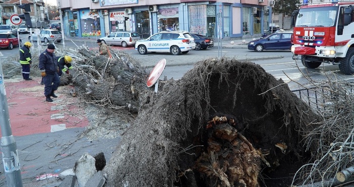 снимки БулфотоСилен вятър повали огромна топола на кръстовището до Зеленчуковия
