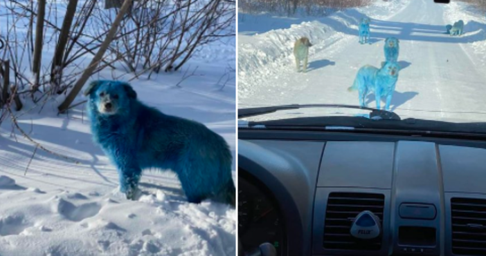Десетина кучета в син цвят са забелязани на територията на затворено