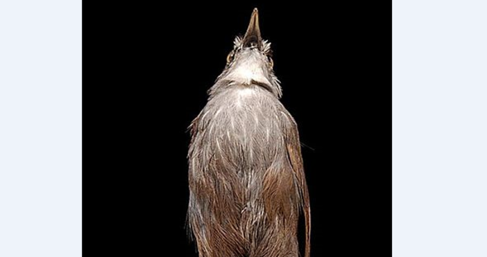 фото   Naturalis Biodiversity Cente УикипедияНад 150 вида птица по света са