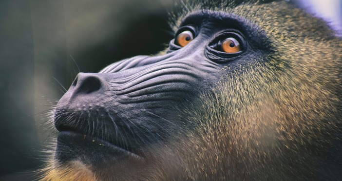 Снимка PexelsЗапочна инмунизирането и на животни Девет човекоподобни маймуни в