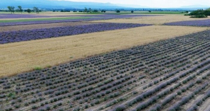снимка: БулфотоПрез изминалата година около 30 000 земеделци получиха компенсации за загубите