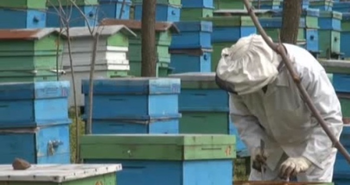Редактор  кадър БНТМасова смърт на цели пчелни семейства и кошери без