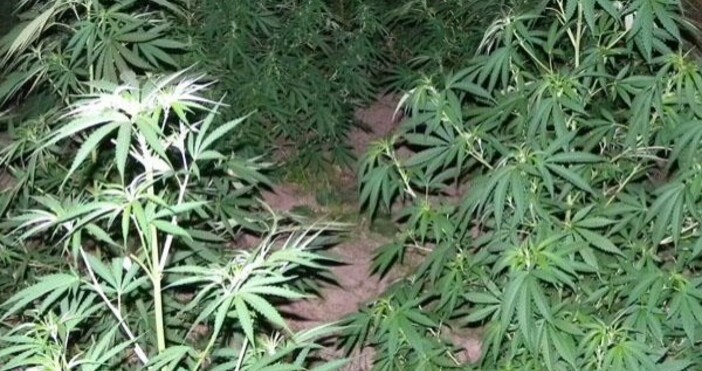 снимка БулфотоДомашен арест за млад човек хванат с близо кило