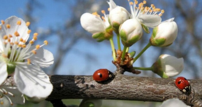 Снимка БулфотоИстинската пролет със слънчево и топло време започва