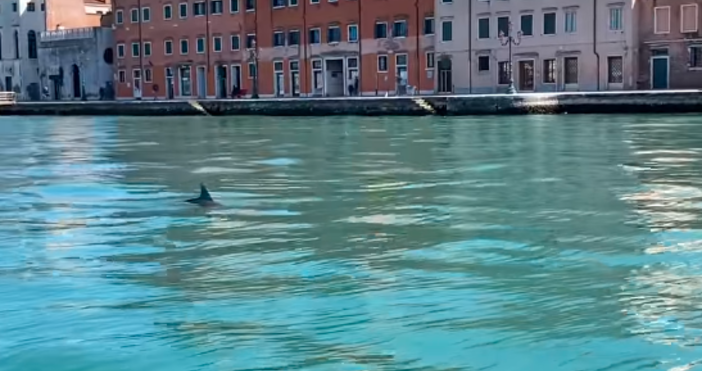 кадър Aggiornamento delfini Venezia фейсбук Делфини се появиха в каналите на Венеция