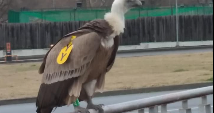 Снимка Фейсбук Зелени БалканиНа необичайна гледка се на хората в наш град  Два белоглави