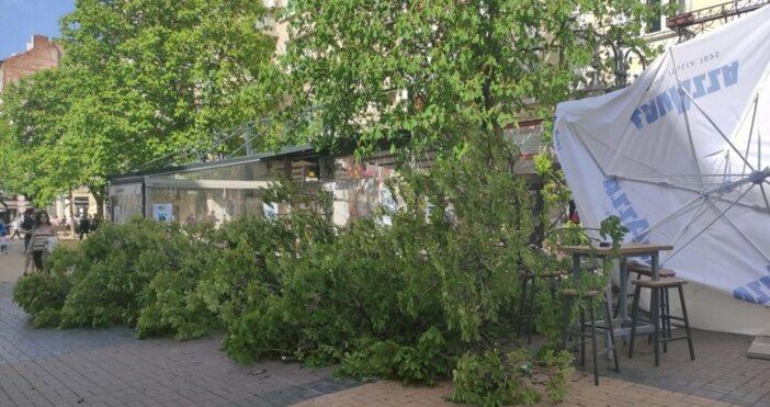 Кадър: БНРНеприятен инцидент стана на столичния централен булевард Витошка. Дърво